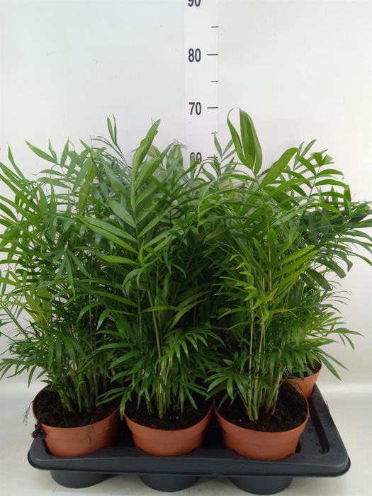 <h4>Chamaedorea elegans</h4>