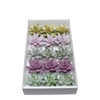 Echeveria Glitter Mix Lovely Christmas Wincx-10cm