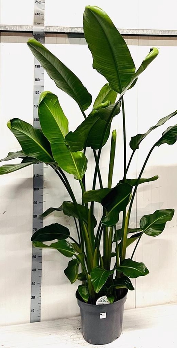 <h4>STRELITZIA NICOLAI</h4>