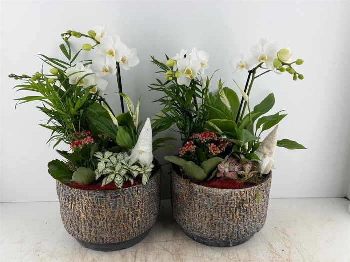 <h4>Arr (2) Keram Brons Phal</h4>