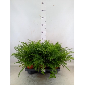 Asplenium  'Parvati'