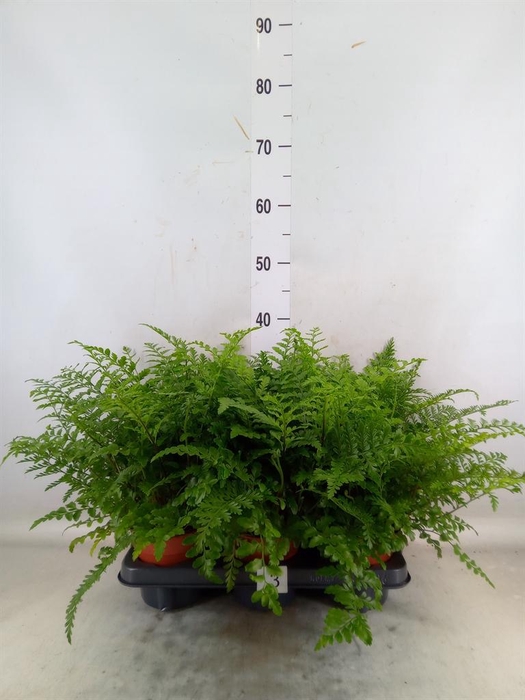 <h4>Asplenium  'Parvati'</h4>