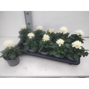 DAHL DECORE WHITE