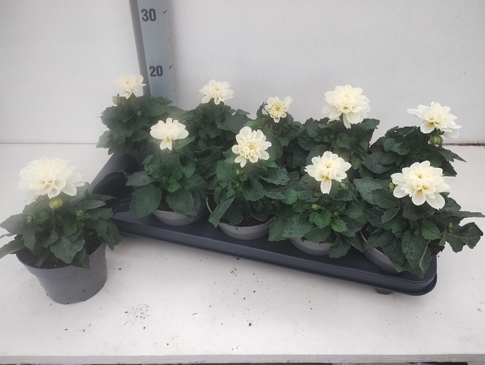 <h4>DAHL DECORE WHITE</h4>