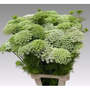 AMMI VIS CASABLANCA