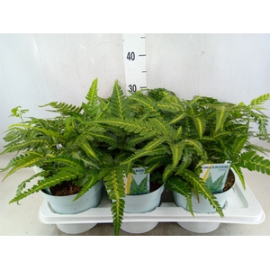 Arachniodes aristata 'Variegata'