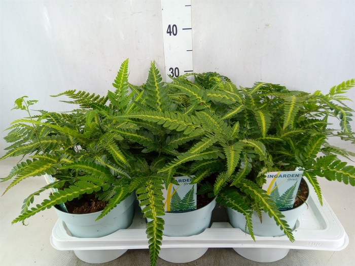 <h4>Arachniodes aristata 'Variegata'</h4>