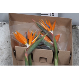 Strelitzia Bloem