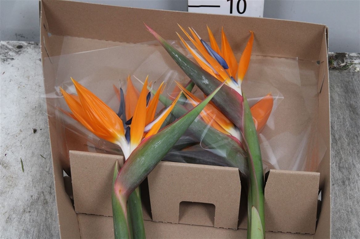 <h4>Strelitzia Bloem</h4>