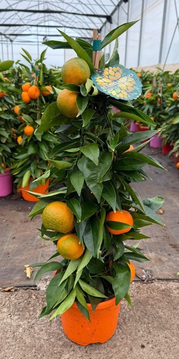 <h4>CITR MICROCARPA</h4>