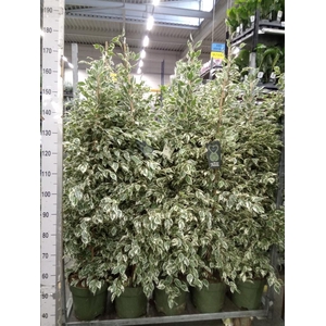 Ficus benja. 'Starlight'