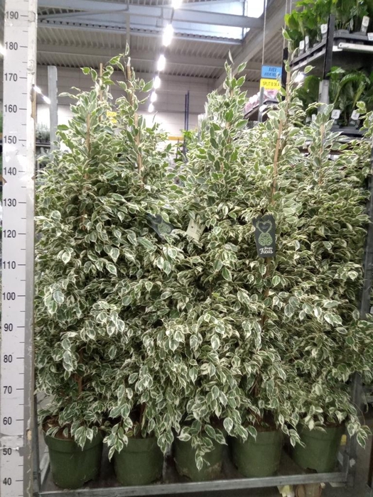 <h4>Ficus benja. 'Starlight'</h4>