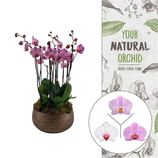 <h4>Your Natural Orchid | 3 x 3 tak roze in Ryan bowl | Phal.</h4>