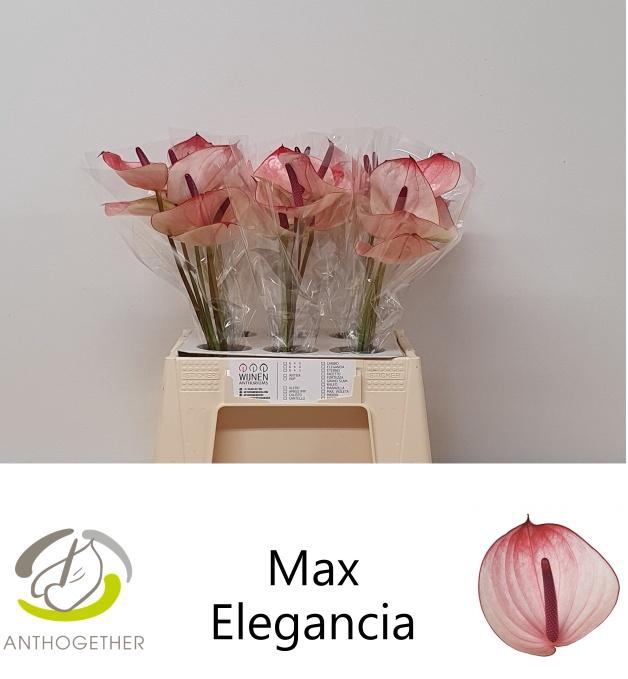 <h4>ANTH A MAX ELEGAN</h4>