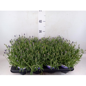 Lavandula angus. 'Hidcote'
