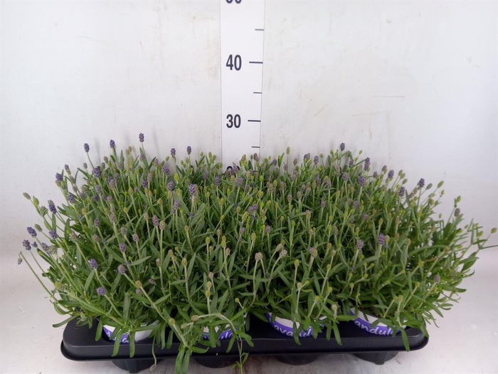 <h4>Lavandula angus. 'Hidcote'</h4>