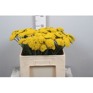 Achil F Parker Variety
