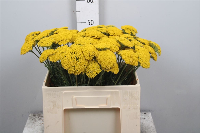 <h4>Achil F Parker Variety</h4>