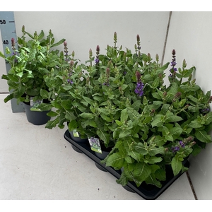 SALVIA NEMOROSA