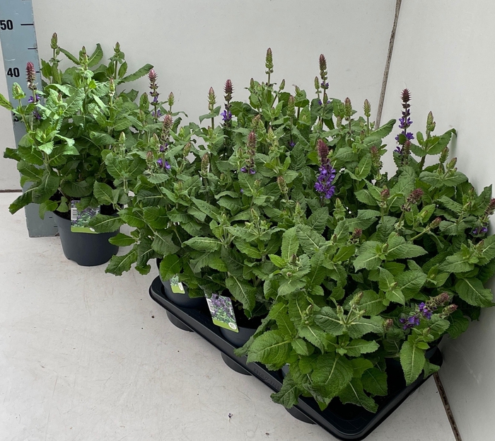 <h4>SALVIA NEMOROSA</h4>