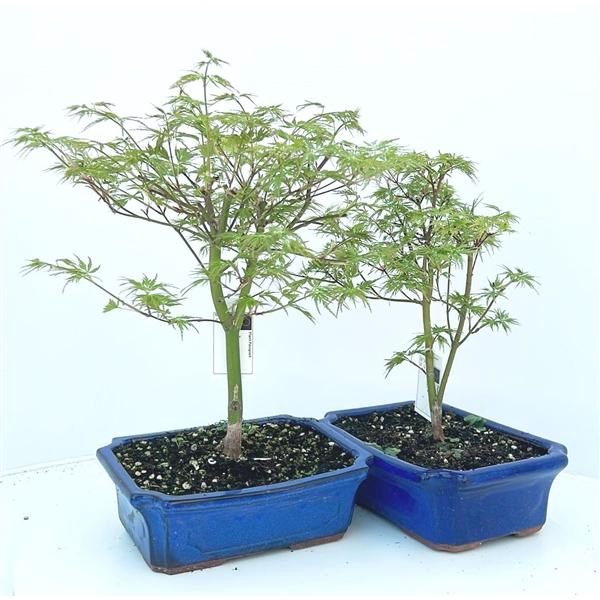 <h4>Acer palmatum "seiryu", pot 23cm.</h4>