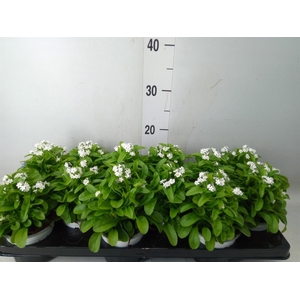 Myosotis sylv. 'Mon Amie White'