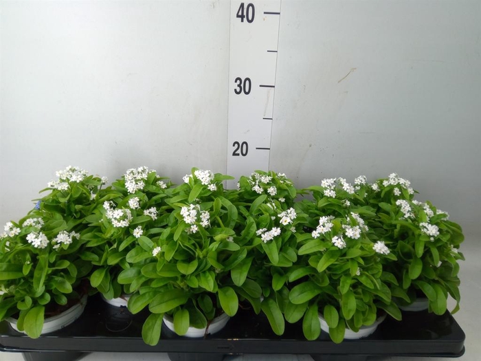 <h4>Myosotis sylv. 'Mon Amie White'</h4>
