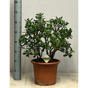 CRASS OVATA
