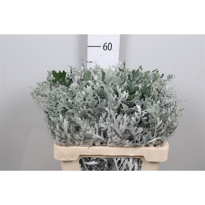 <h4>Jacobaea Maritima</h4>