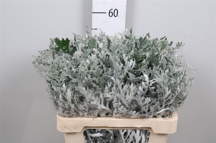 <h4>Jacobaea Maritima</h4>