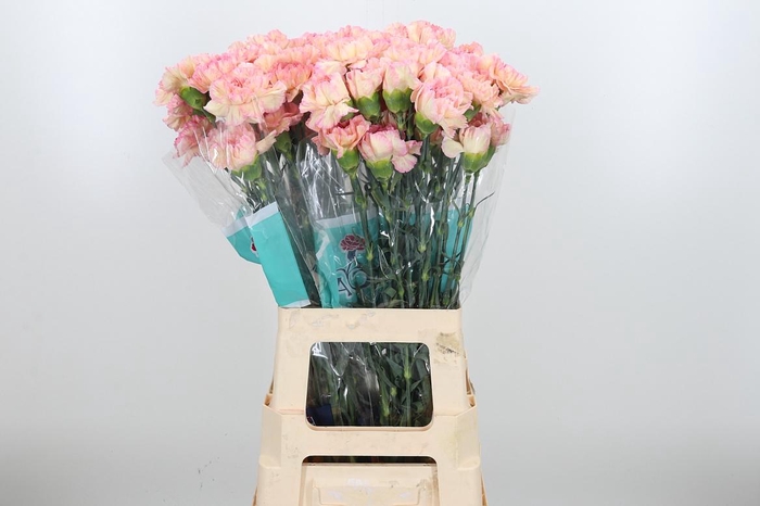 <h4>Di St Gioia</h4>