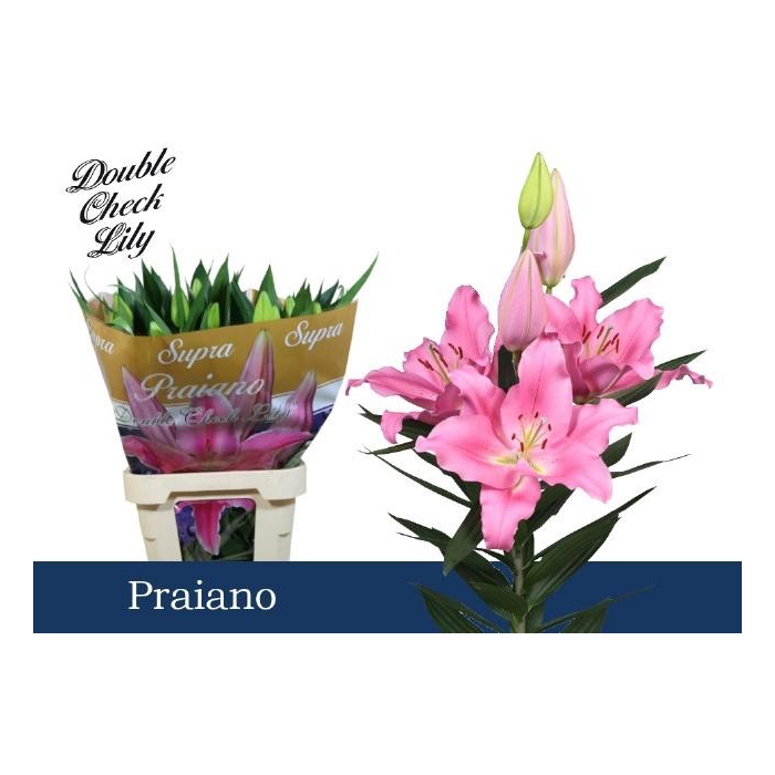 <h4>Li Or Praiano</h4>