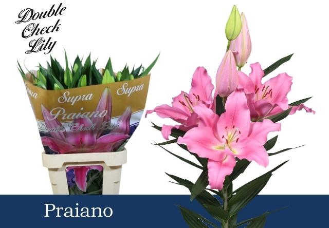 <h4>LI OR PRAIANO 6+</h4>