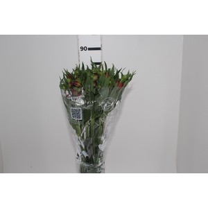 ALSTROEMERIA NATALYA 080 CM