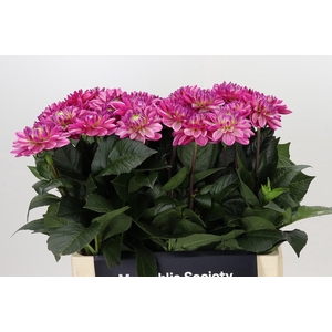 Dahlia Annamarie