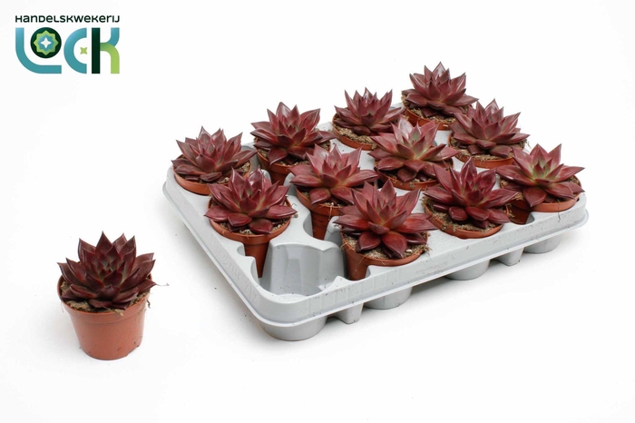 <h4>Echeveria Taurus</h4>