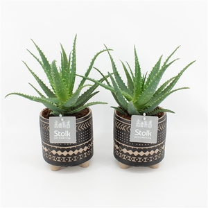 Aloe Arborescens in Maya pot