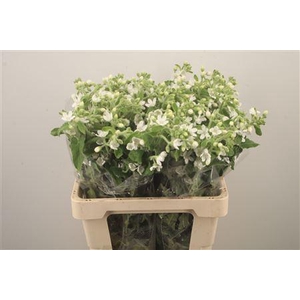 Oxypetalum Perf White Harmony