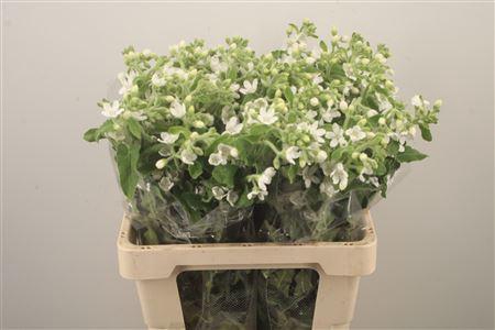 <h4>Oxypetalum Perf White Harmony</h4>