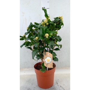 Camellia japonica 'Brushfield Yell'