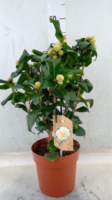 <h4>Camellia japonica 'Brushfield Yell'</h4>