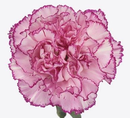 <h4>Di St Boheme</h4>