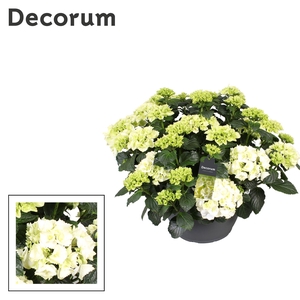 Hydrangea wit (Decorum)