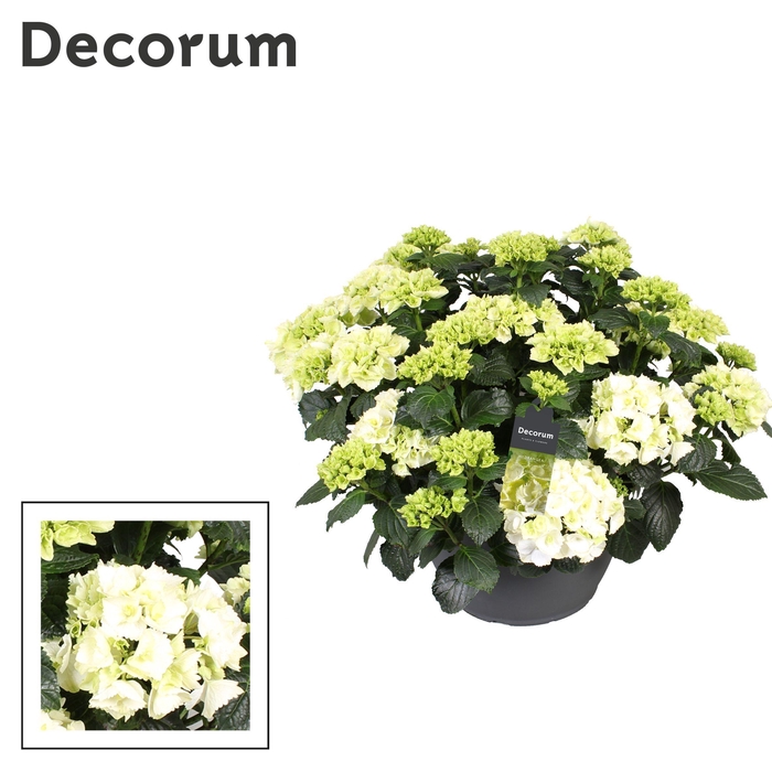 <h4>Hydrangea wit (Decorum)</h4>