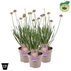 Allium Millenium