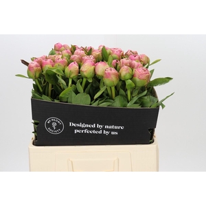 Paeonia Marty Star