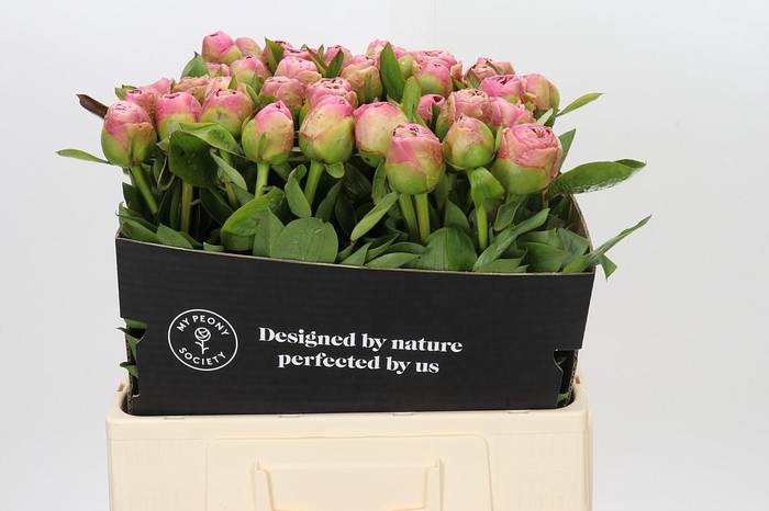 <h4>Paeonia Marty Star</h4>