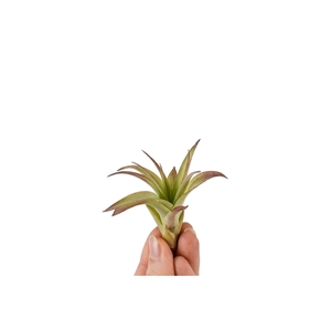 Tillandsia Multiflora Bonsai (baby)