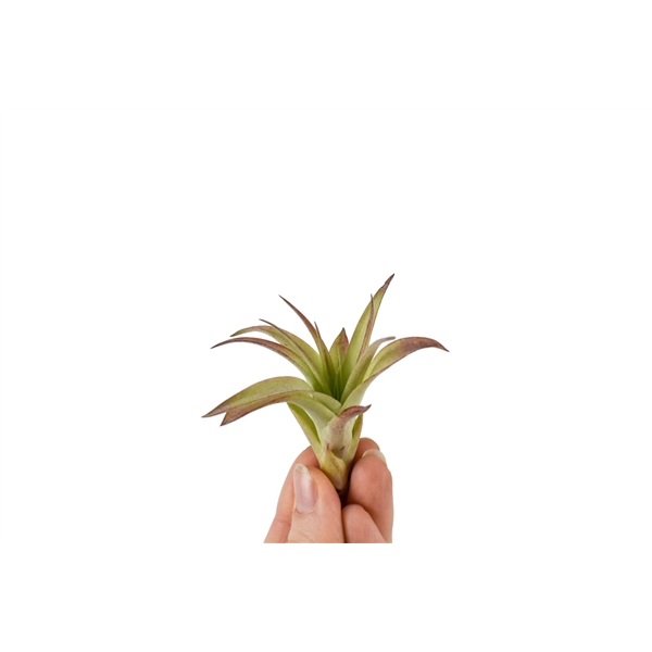 <h4>Tillandsia Multiflora Bonsai (baby)</h4>