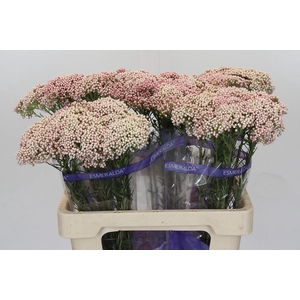 Ozothamnus Cooks Tall Pink